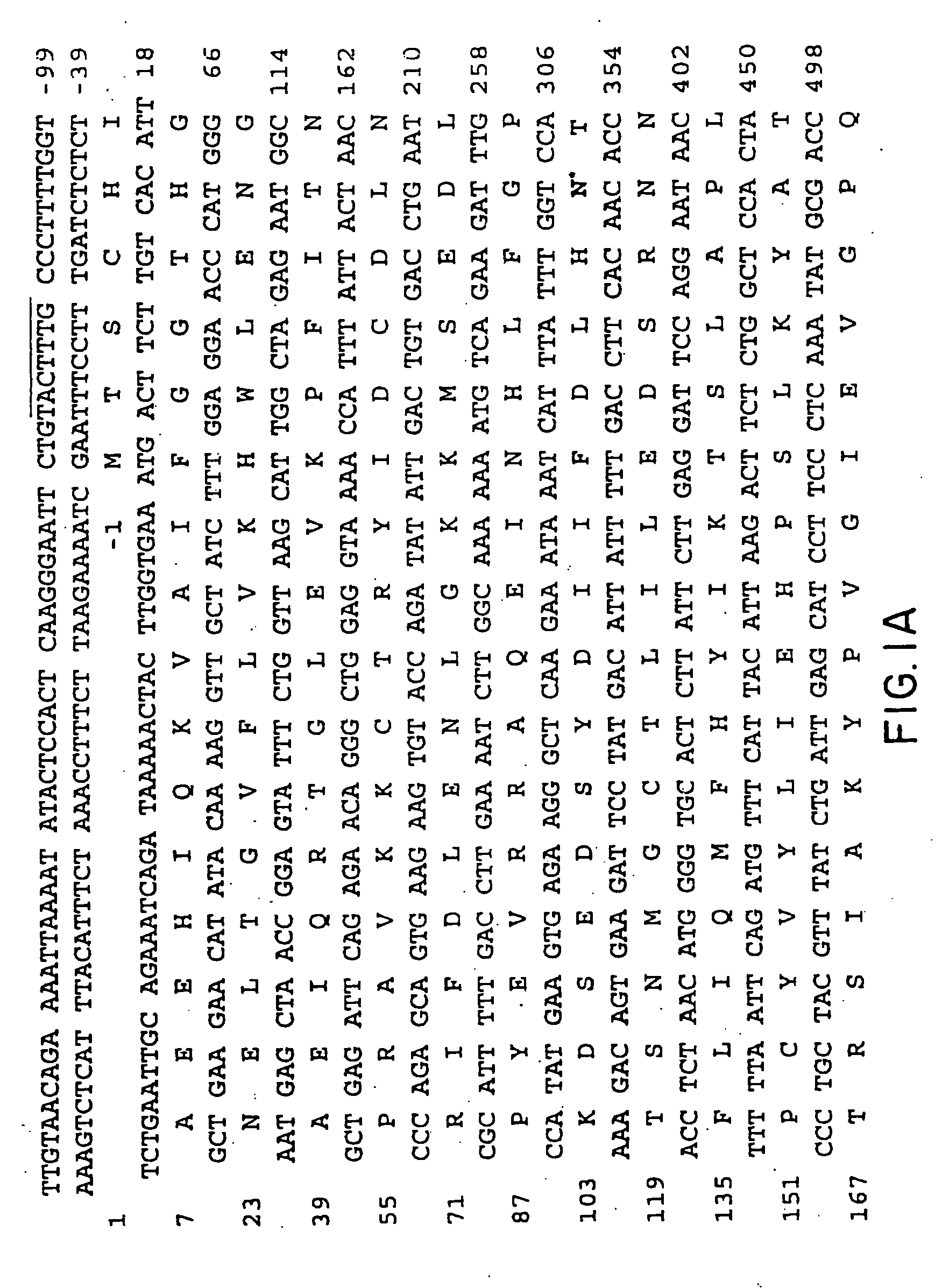 Aspartoacylase gene, protein, and methods of screening for mutations associated with canavan disease