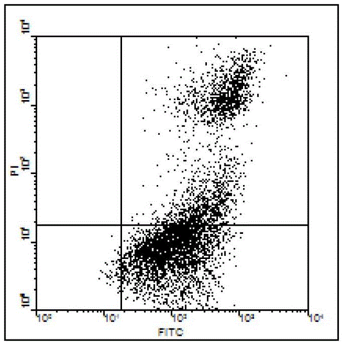 Lactic acid bacterium used for fermenting cereal and applications thereof