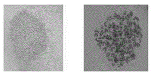 Anti-Listeria monocytogenes monoclonal antibody and its application