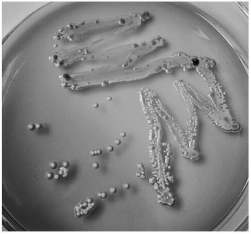 Saccharomyces cerevisiae and its application in making fruity dry red wine