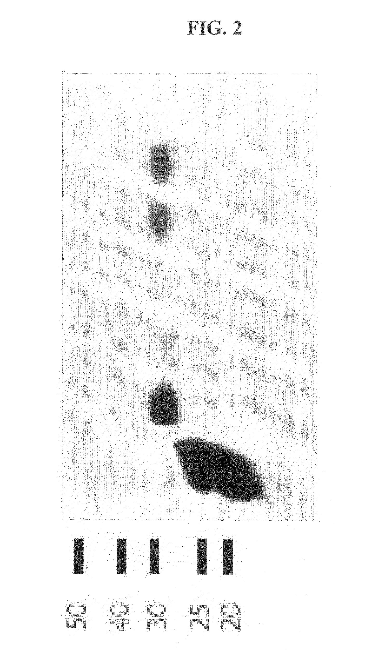 Mycobacteria Expressing Hiv-1 and Malaria Antigens