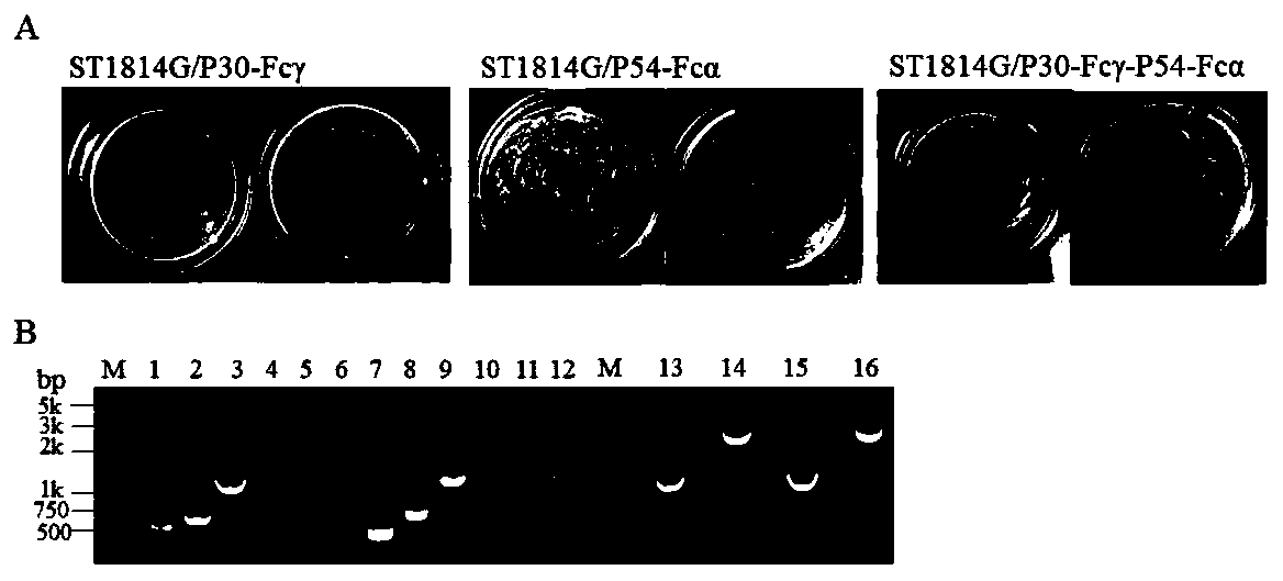 Method for preparing African swine fever virus P30 and P54 yeast vaccine