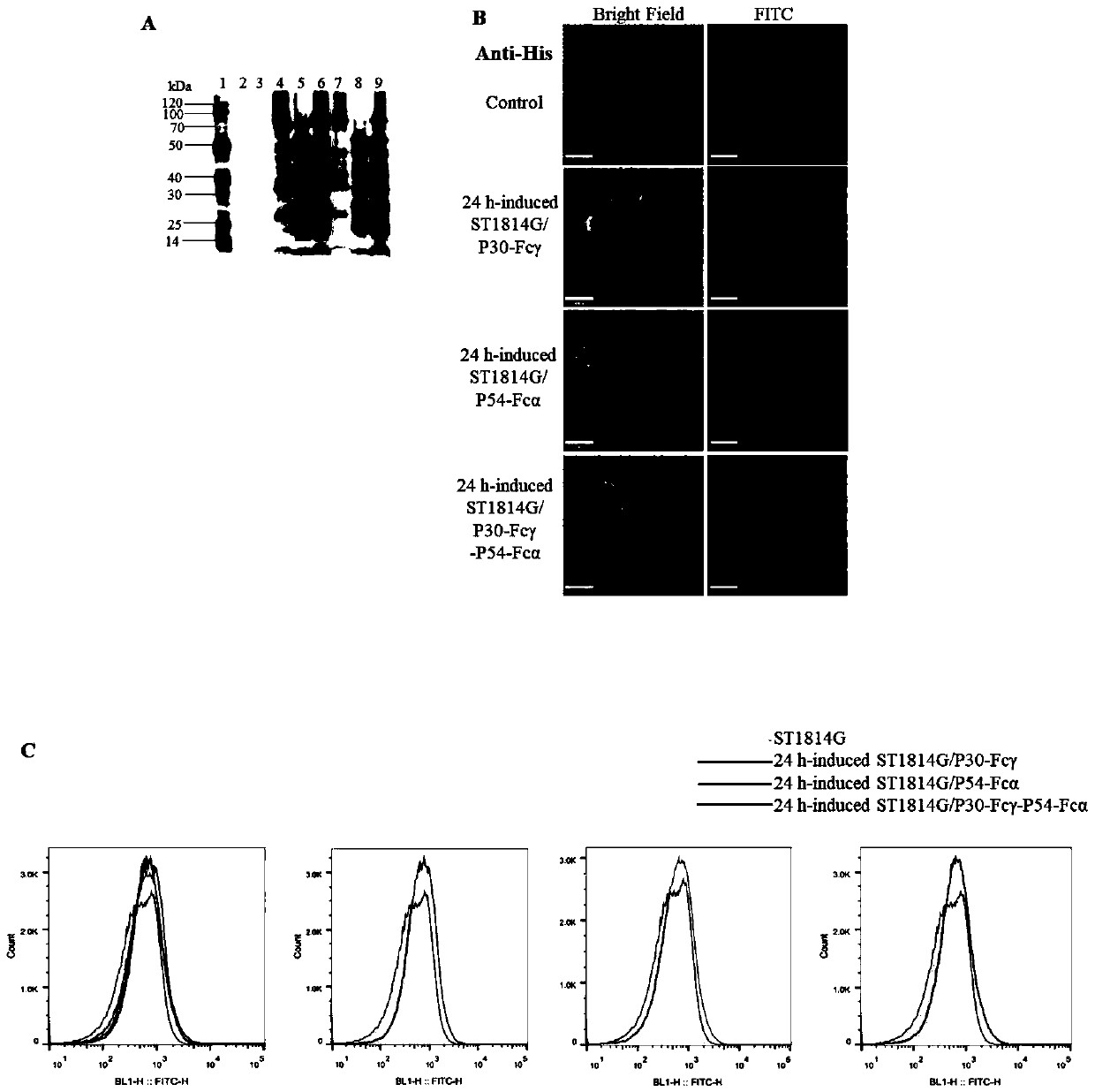 Method for preparing African swine fever virus P30 and P54 yeast vaccine