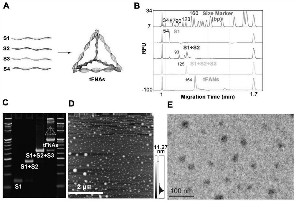 Application of DNA tetrahedron in preparation of medicine for preventing and treating type 1 diabetes mellitus