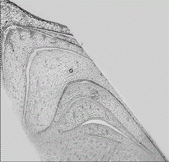 Embedding and slice making method of lateral buds at different node positions of sugarcane