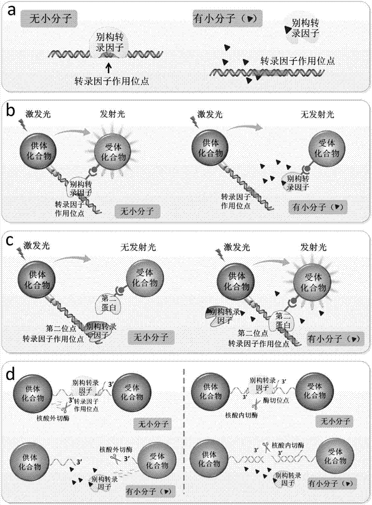 Biosensor containing allosteric transcription factor, and kit and application of same to micromolecular detection