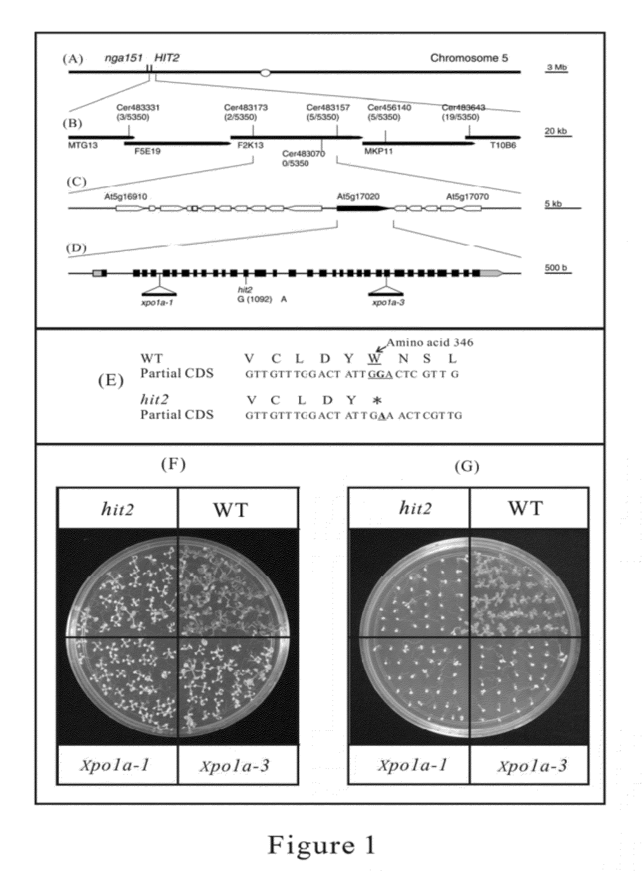 Method for enhancing thermotolerance of plant and genetic engineering applications thereof