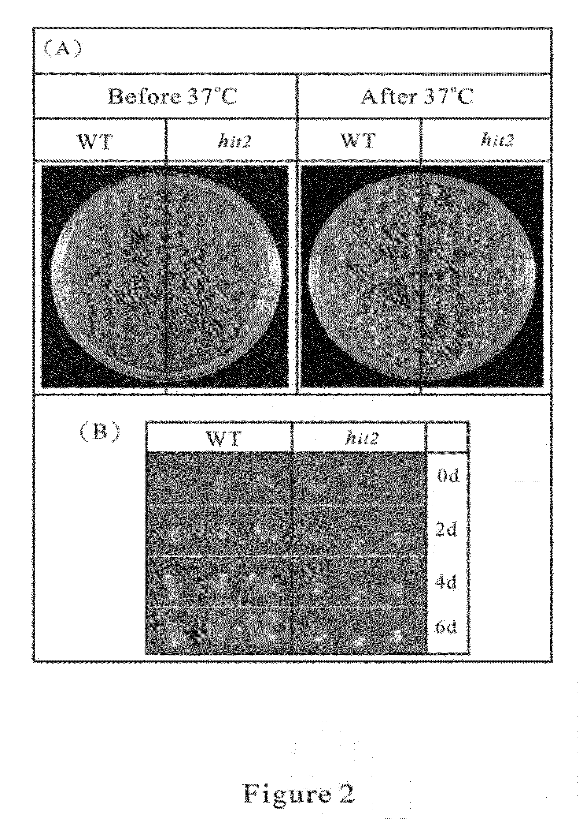 Method for enhancing thermotolerance of plant and genetic engineering applications thereof