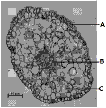 A kind of three-dimensional staining method of korla fragrant pear filament cells