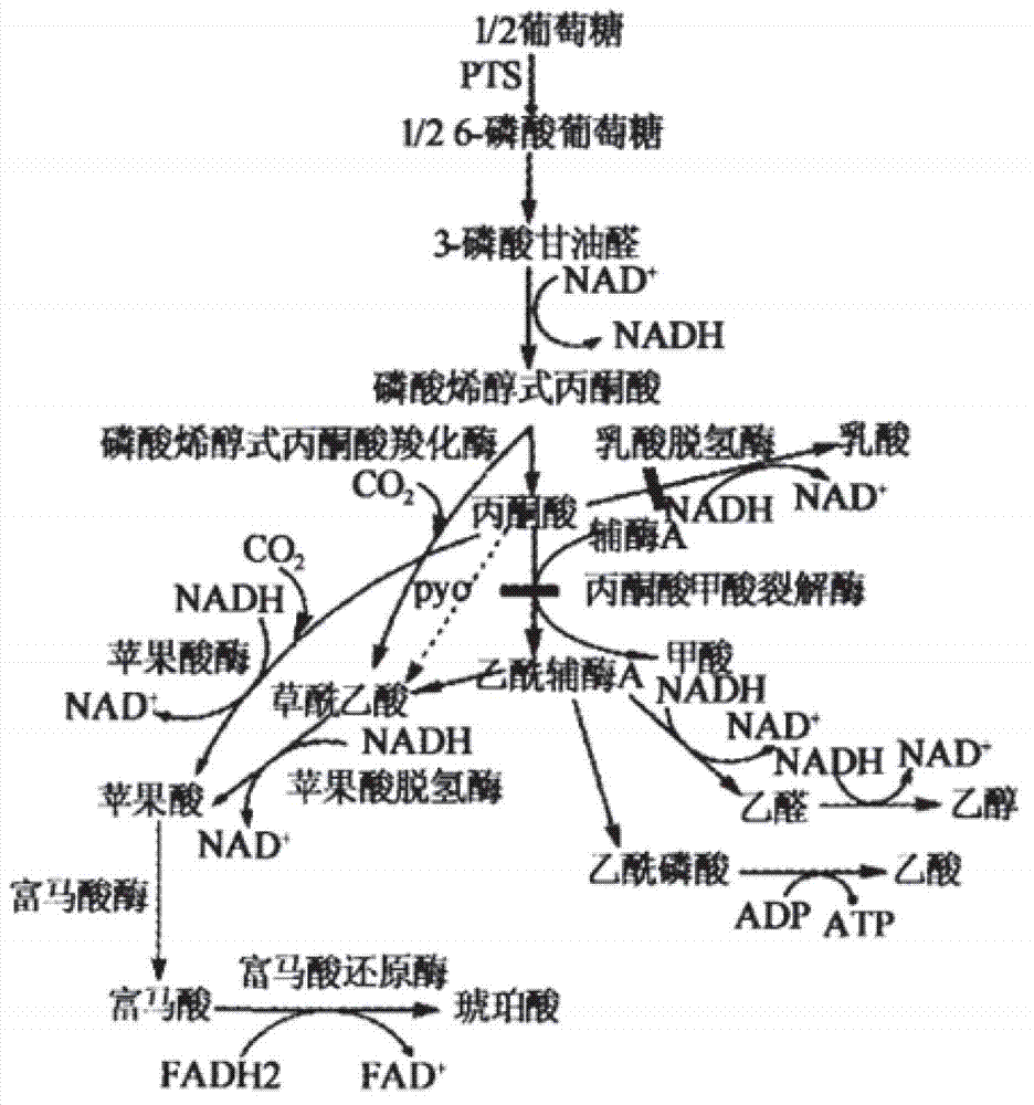 Genetic engineering bacterium for producing succinic acid, and construction and application thereof