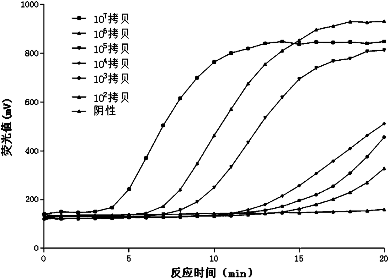 Fluorescent RAA primer, probe and detection method for detecting activity of staphyloccocusaureus