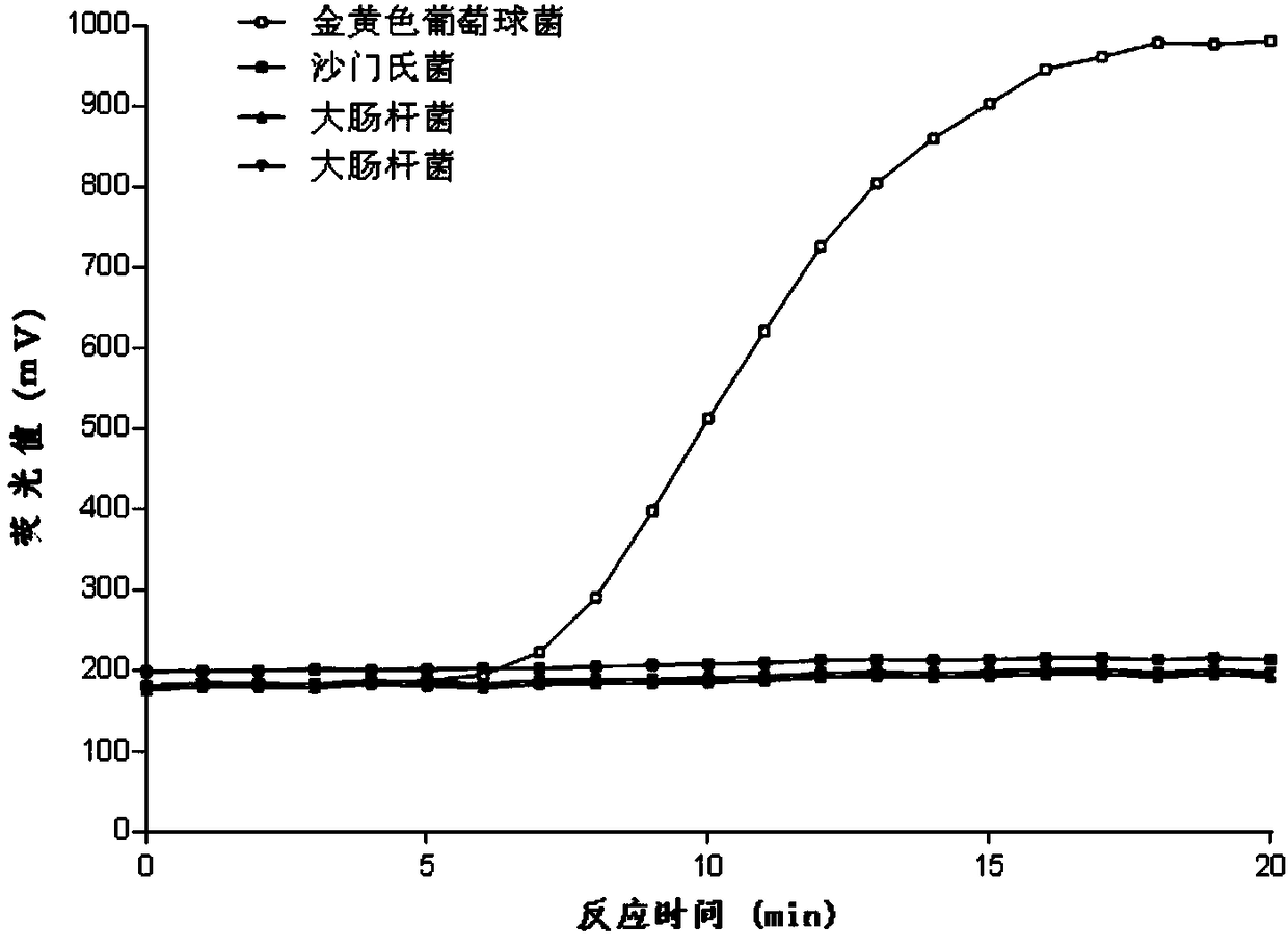 Fluorescent RAA primer, probe and detection method for detecting activity of staphyloccocusaureus