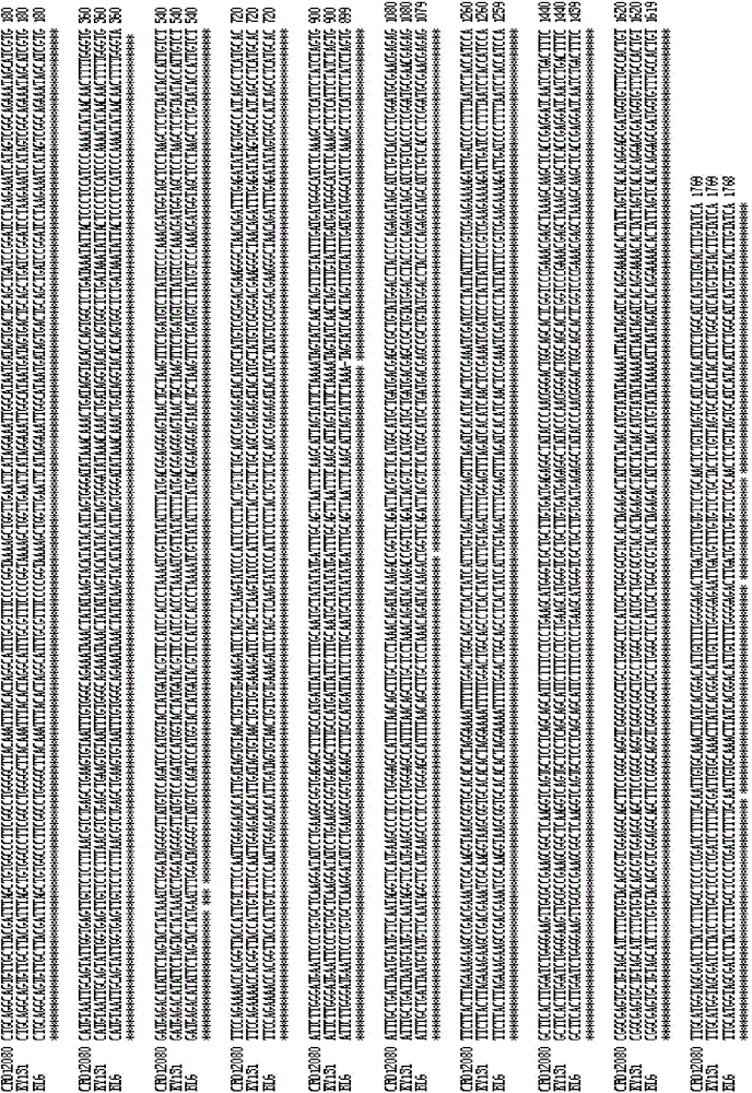 Recombinant nucleic acid fragment RecCR012080 and detection method thereof