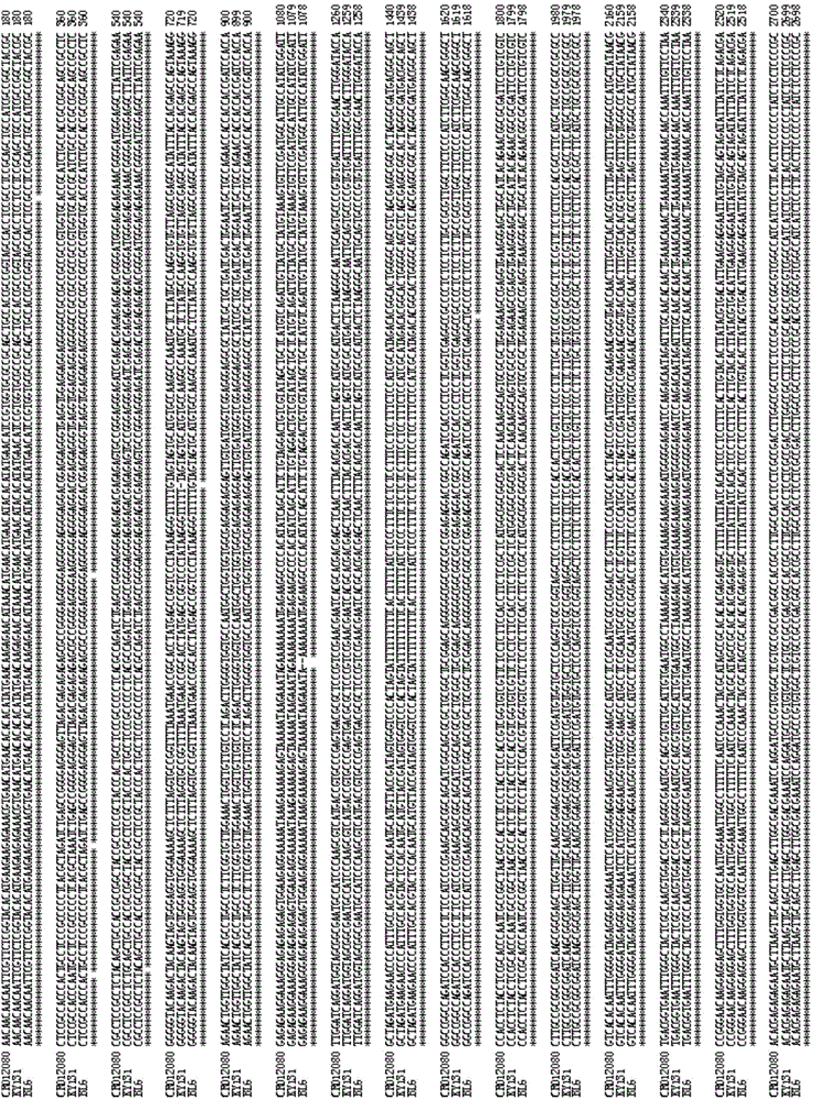 Recombinant nucleic acid fragment RecCR012080 and detection method thereof