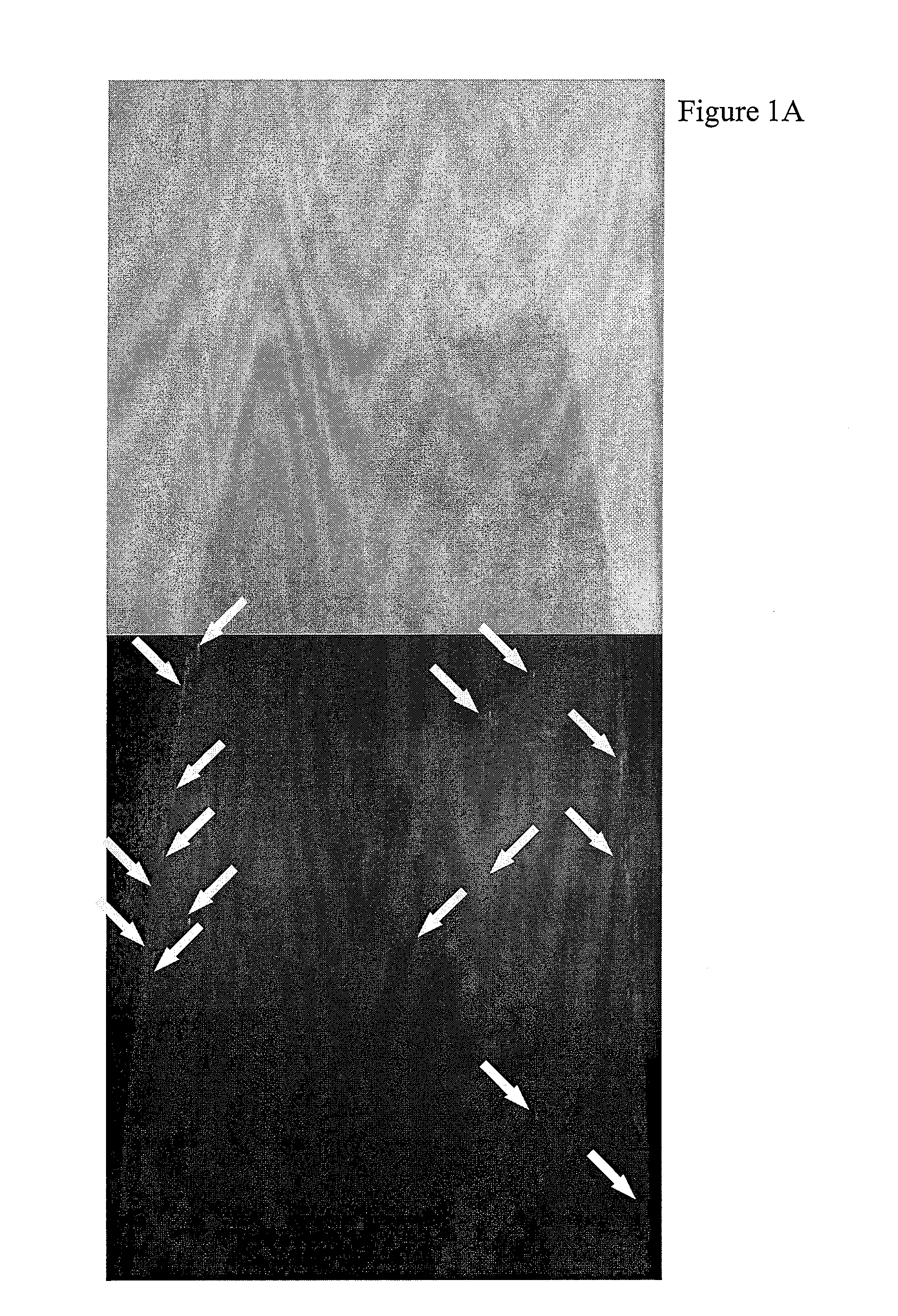 Water base slurry composition for cosmetic products and methods of use