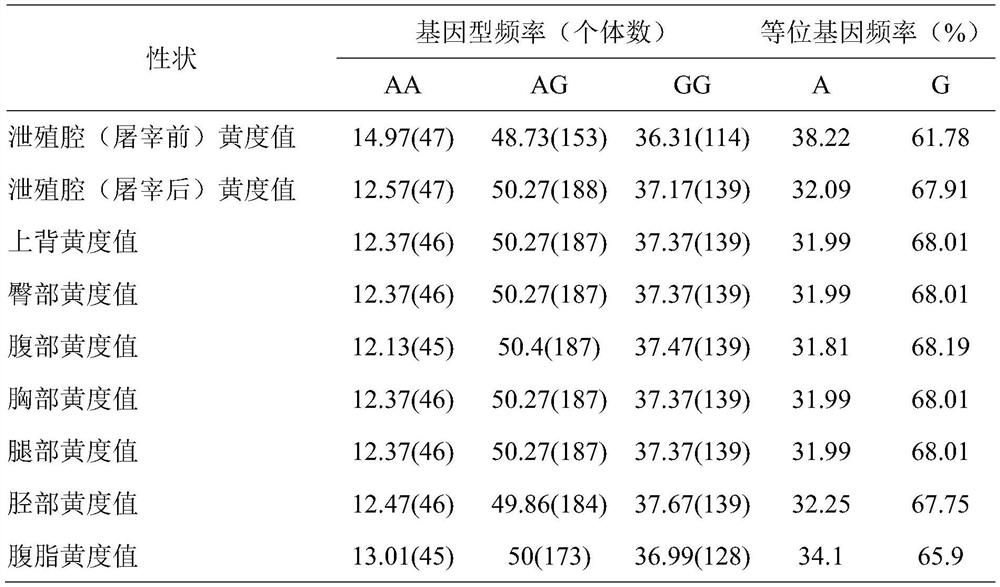 A molecular marker that affects chicken shin skin color and its application