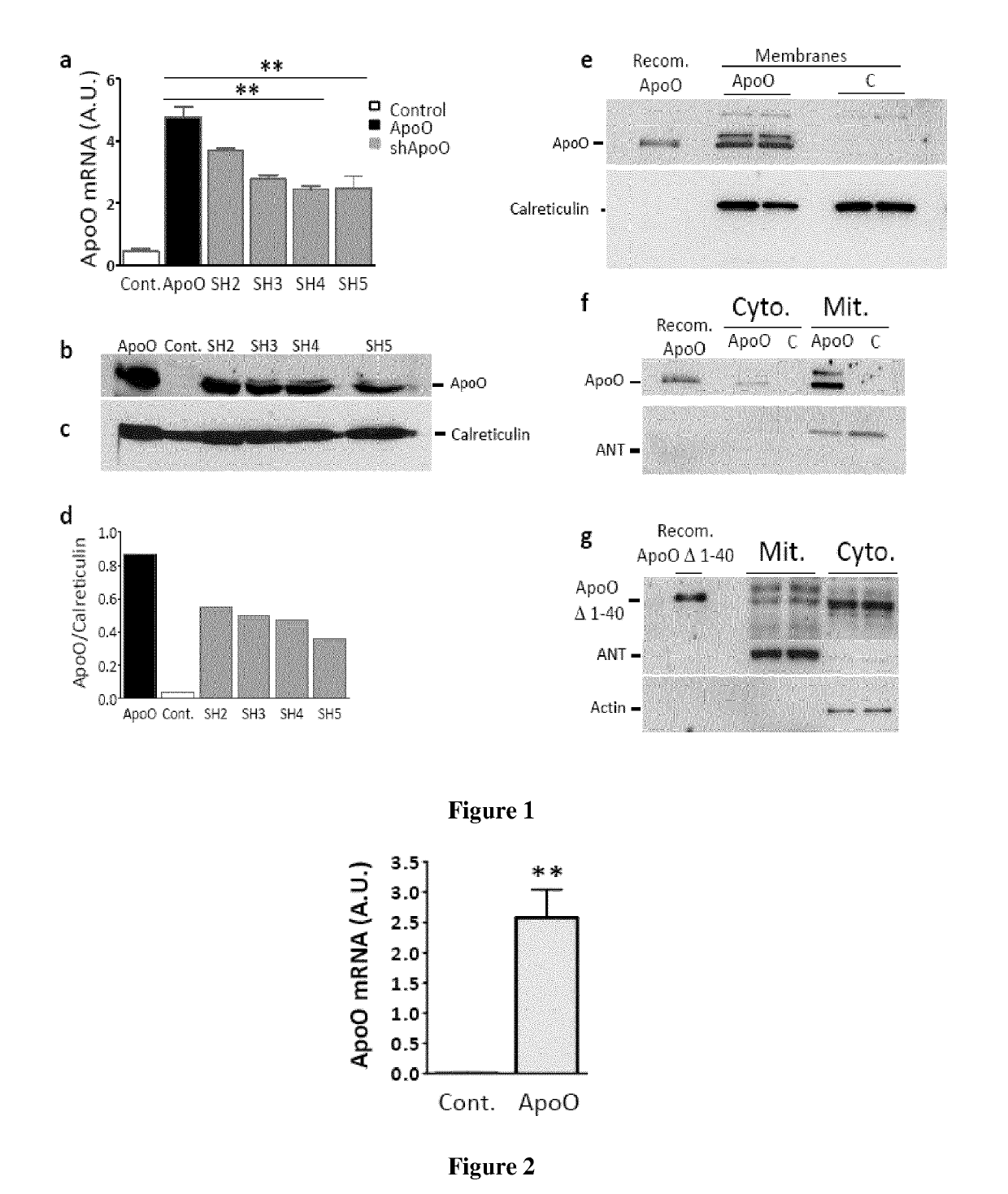 Apolipoprotein O and fragments thereof for inducing apoptosis in a cancerous cell