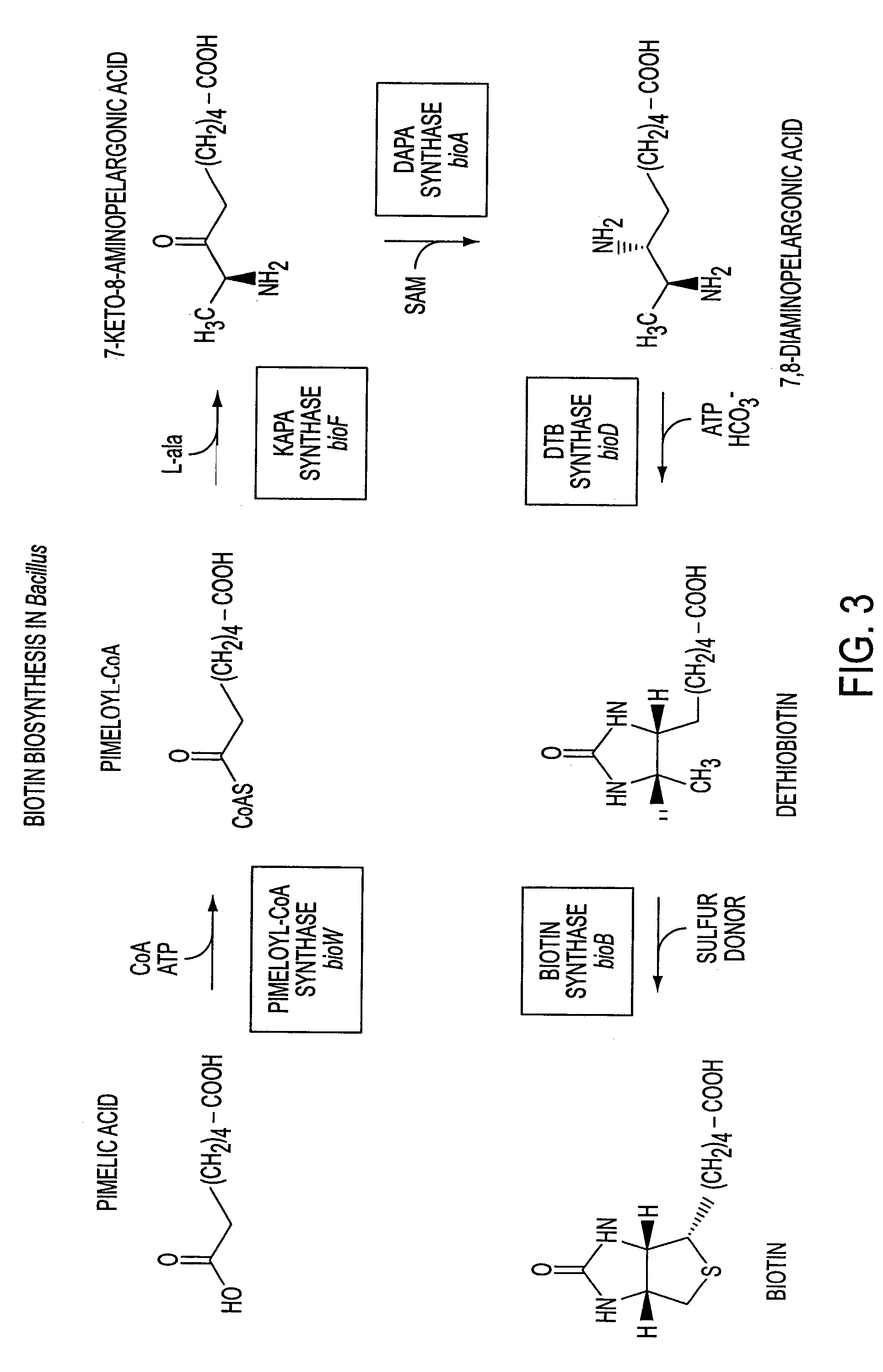 Process for producing a target fermentation product