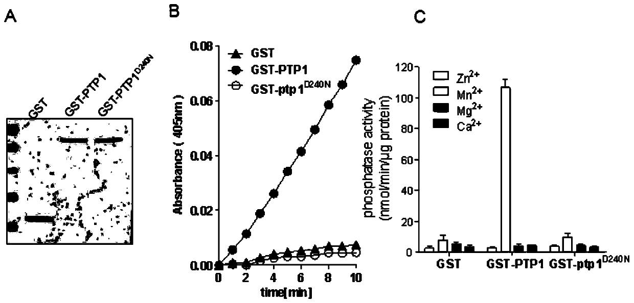 Application of OsPTP1 in efficient plant phosphorus breeding