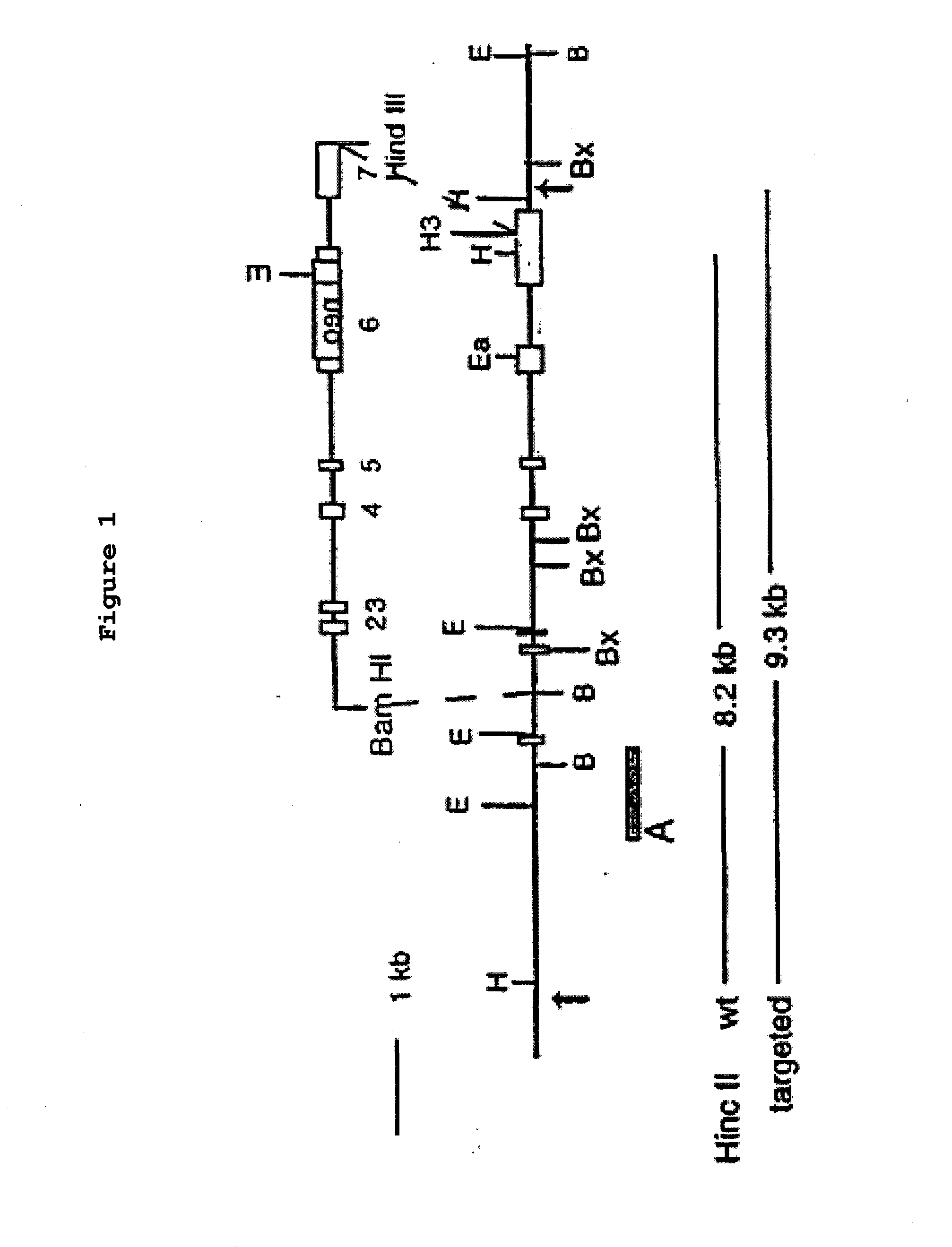 Osteopontin Specific Antibodies and Methods of Use Thereof