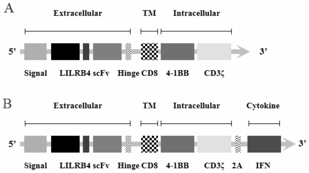 Chimeric antigen receptor and application thereof in preparation of product for treatment of tumors