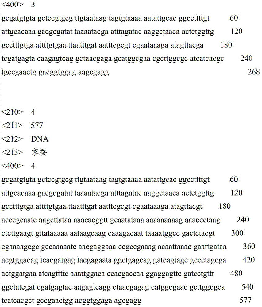 Method for identifying silkworm silk color in larval stage