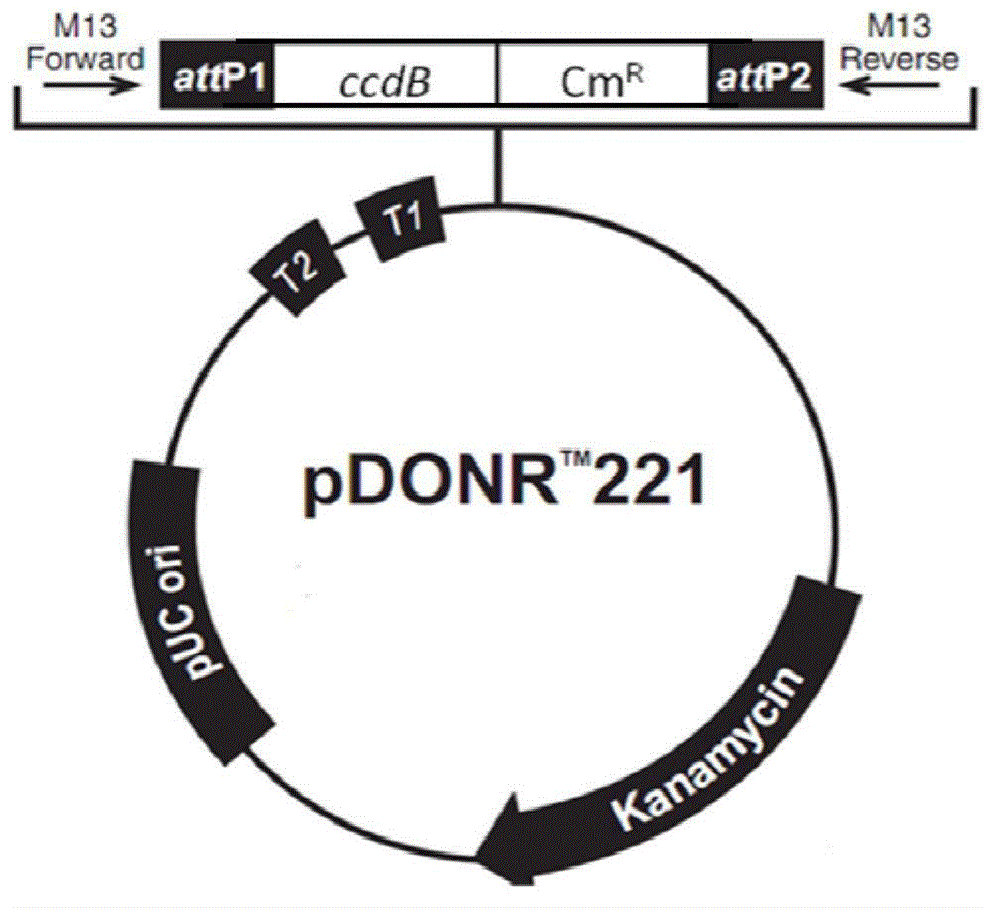 Preparation and application of an improved adenovirus vector system and its virus particles