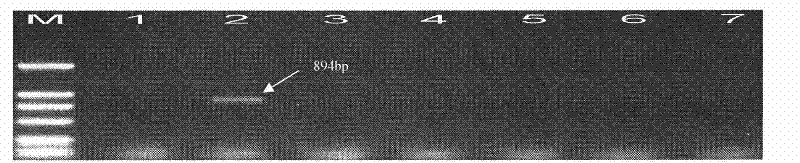 Special primer for identifying which variety of Glu-A3 protein subunit is carried in wheat as well as application thereof