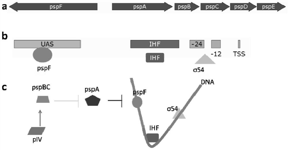 Gene induced expression system related to bacteriophage