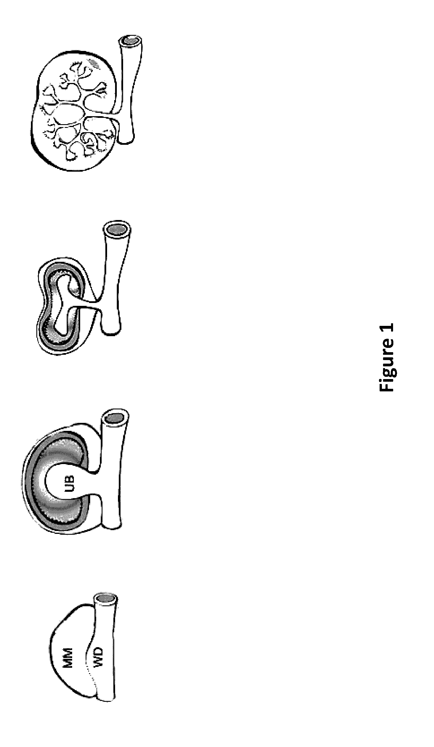 Method and Apparatus for In Vitro Kidney Organogenesis