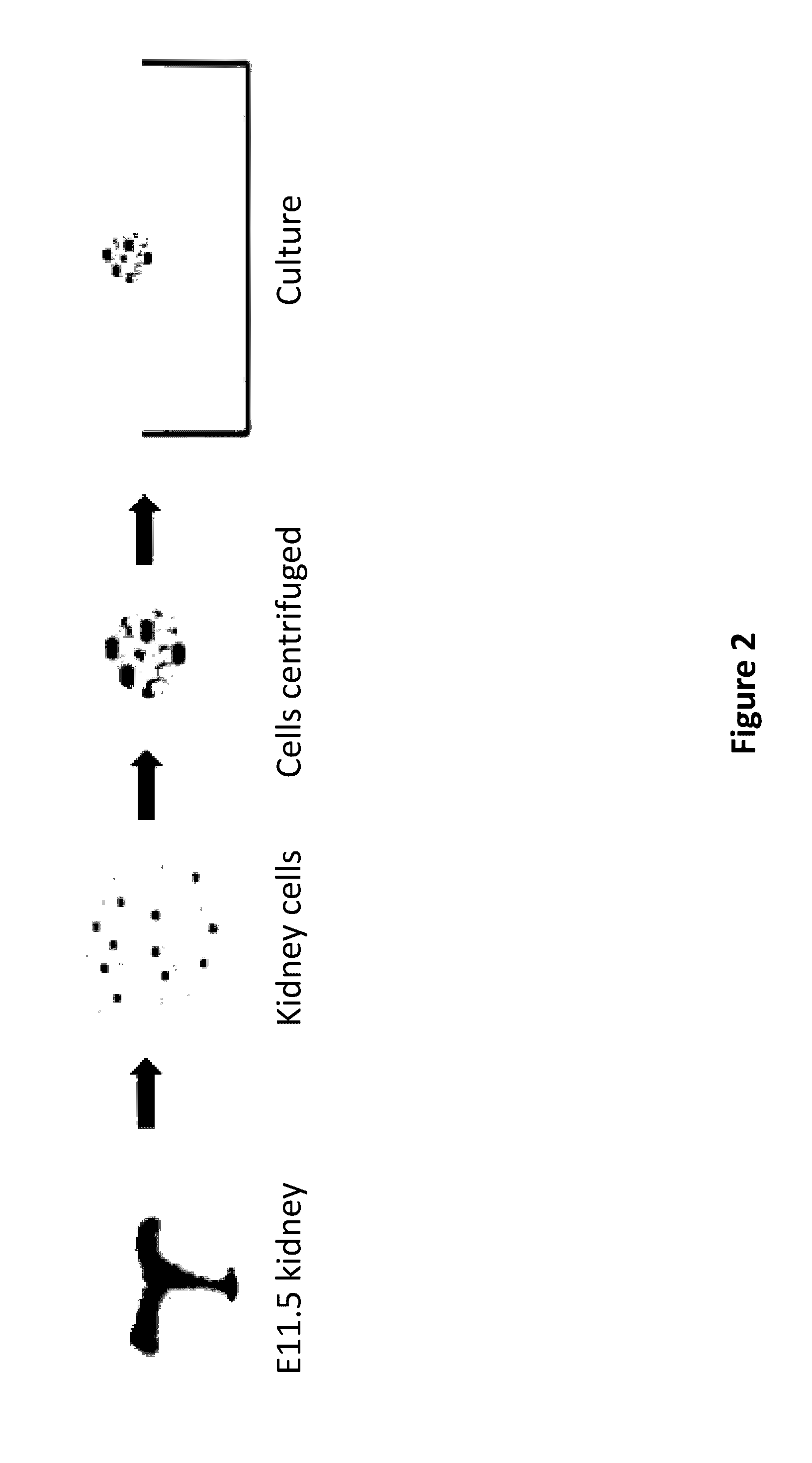 Method and Apparatus for In Vitro Kidney Organogenesis