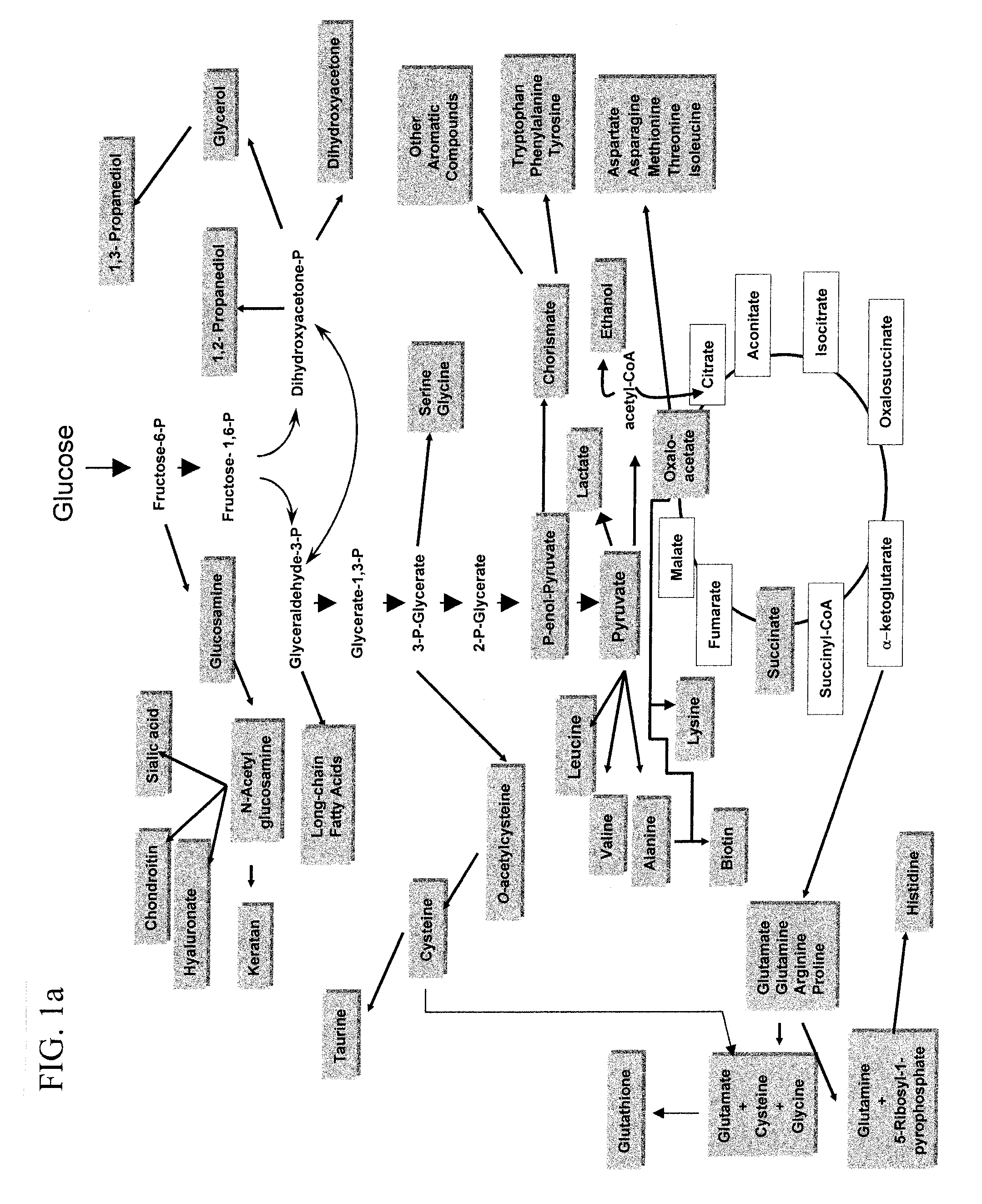 Glucose Transport Mutants For Production Of Biomaterial