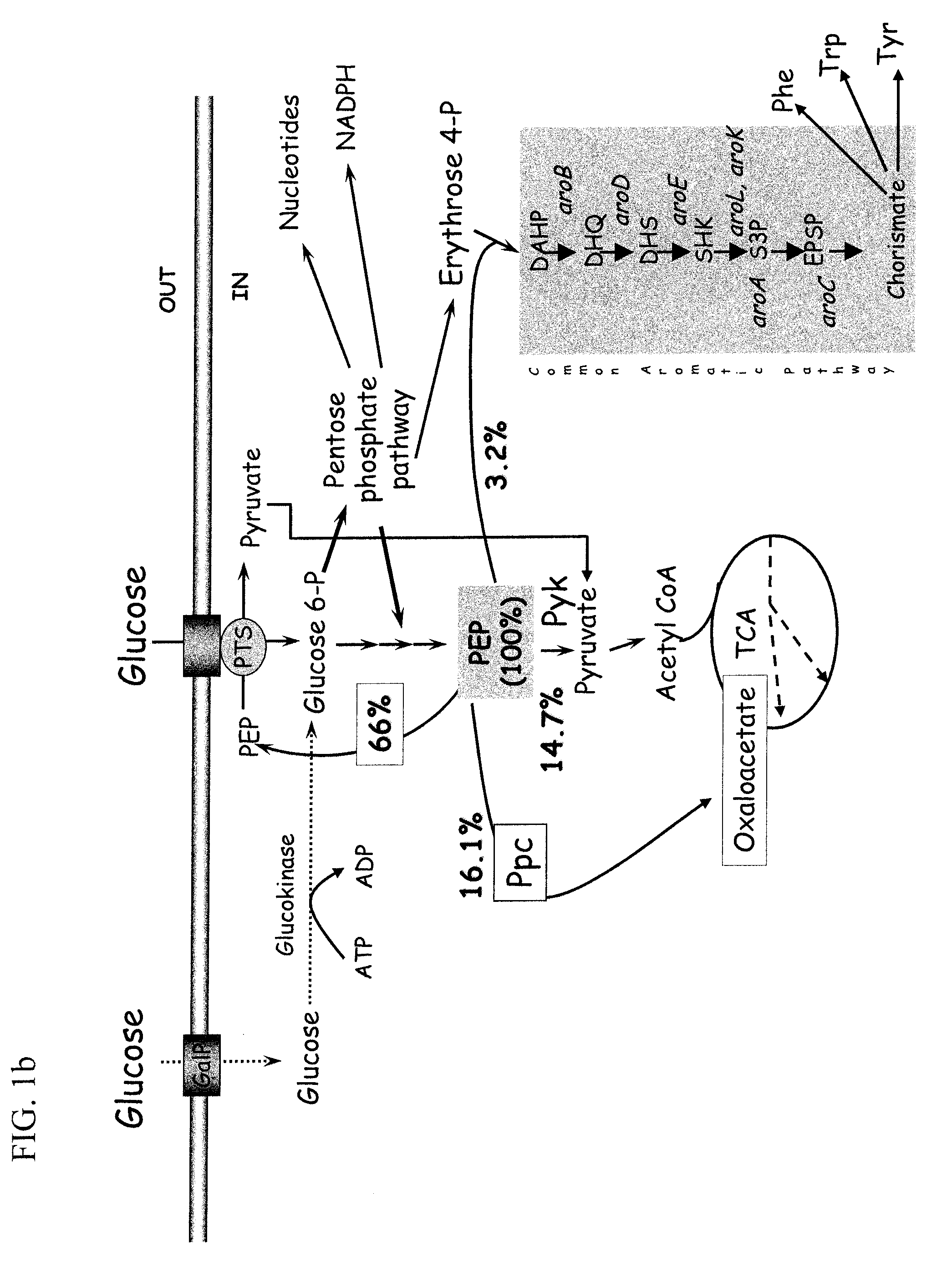 Glucose Transport Mutants For Production Of Biomaterial