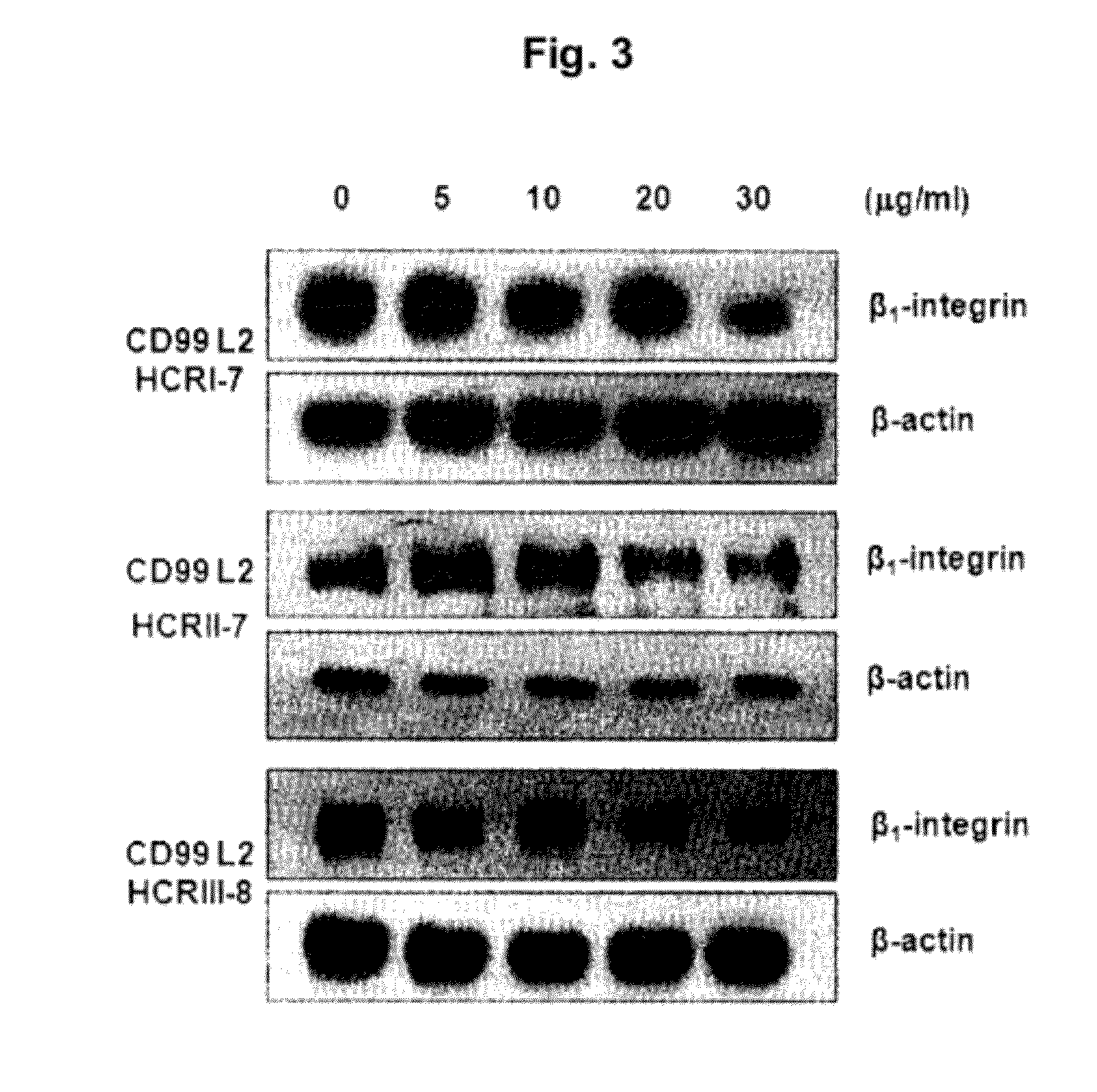 Polypeptide or fused protein thereof inhibiting the extravasation of white blood cells or the growth and/or metastasis of cancer cells