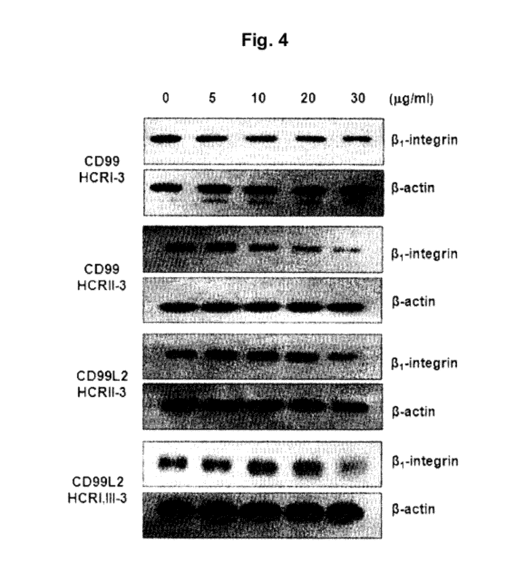 Polypeptide or fused protein thereof inhibiting the extravasation of white blood cells or the growth and/or metastasis of cancer cells