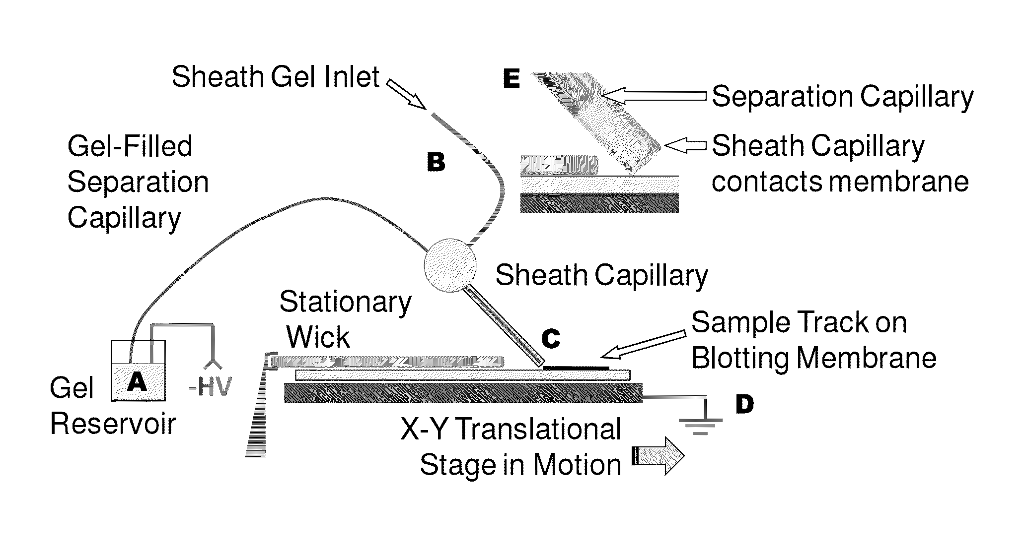 Microscale western blot