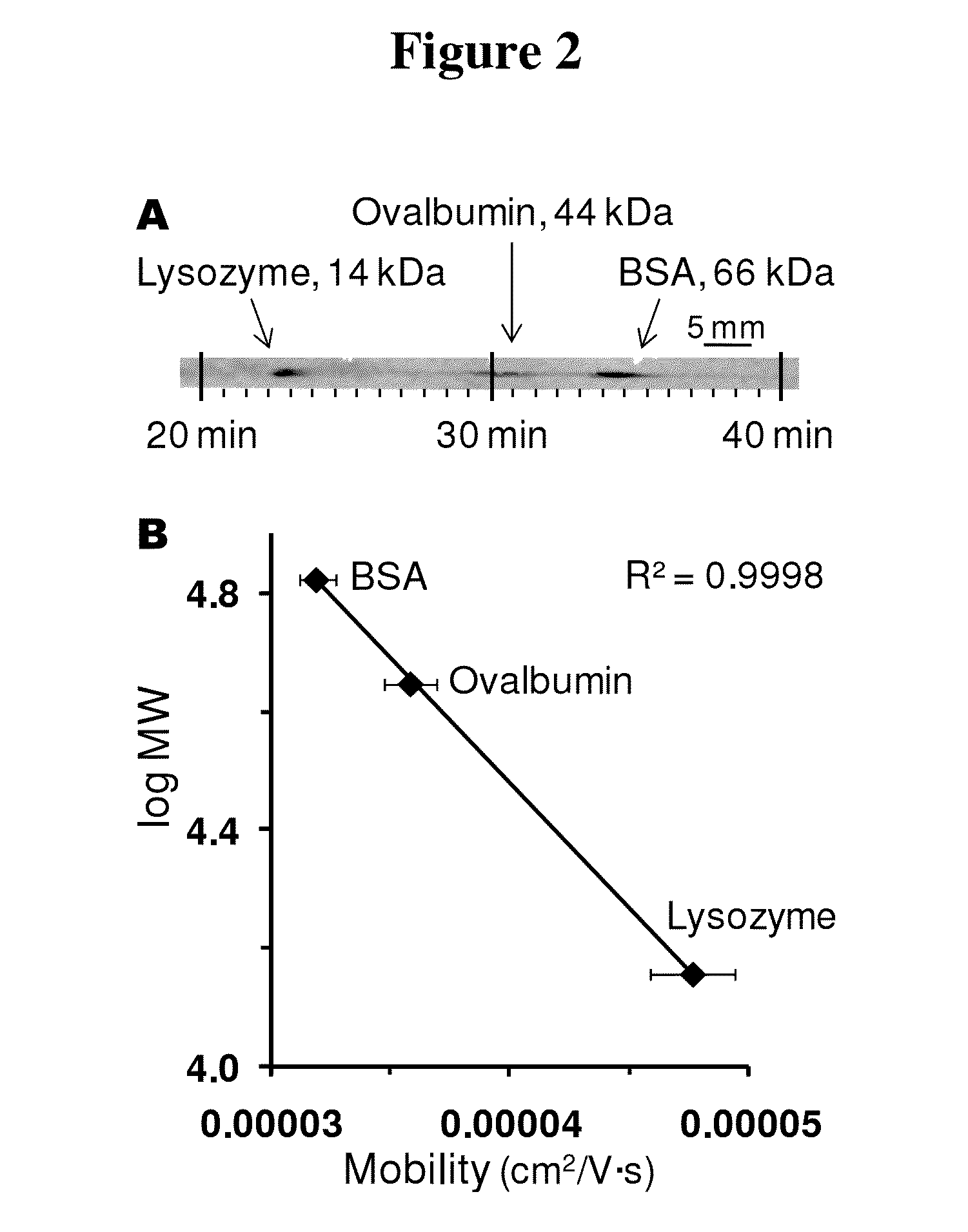 Microscale western blot