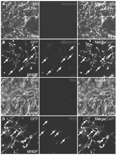 Method for inducing astrocytes to transdifferentiate into 5-hydroxytryptaminergicneuron and application