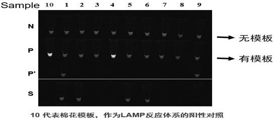 Kit and a detection method for high-throughput detection of intestinal protozoa based on honeycomb chip