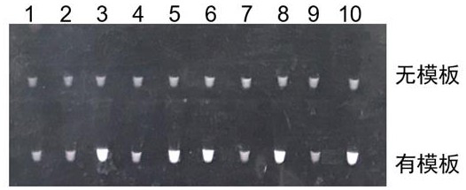 Kit and a detection method for high-throughput detection of intestinal protozoa based on honeycomb chip