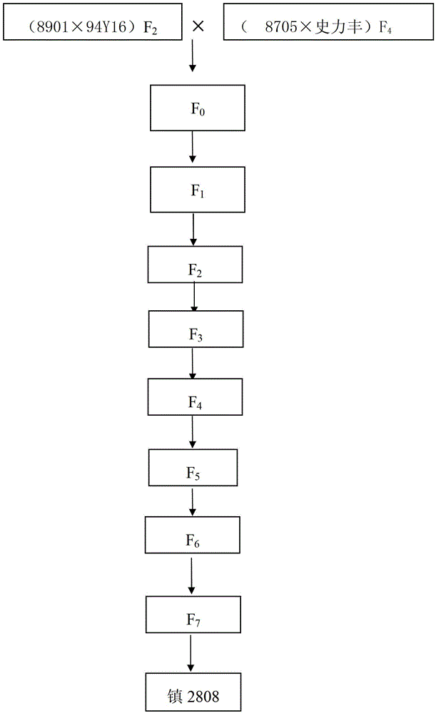 Breeding method of rape variety suitable for machine harvesting and sowing