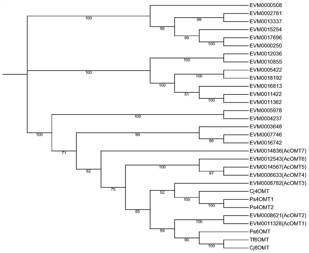 Application of benzylisoquinoline alkaloid and derivative synthetic gene Ac6OMT thereof