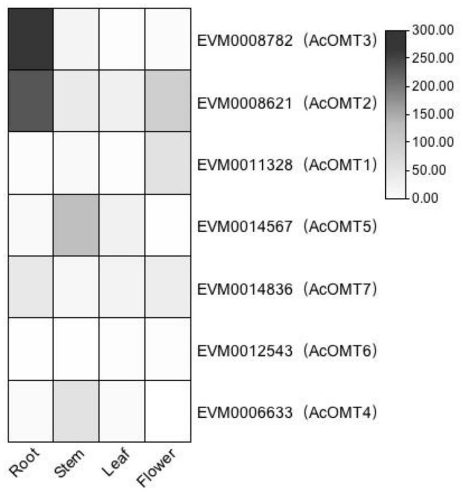 Application of benzylisoquinoline alkaloid and derivative synthetic gene Ac6OMT thereof