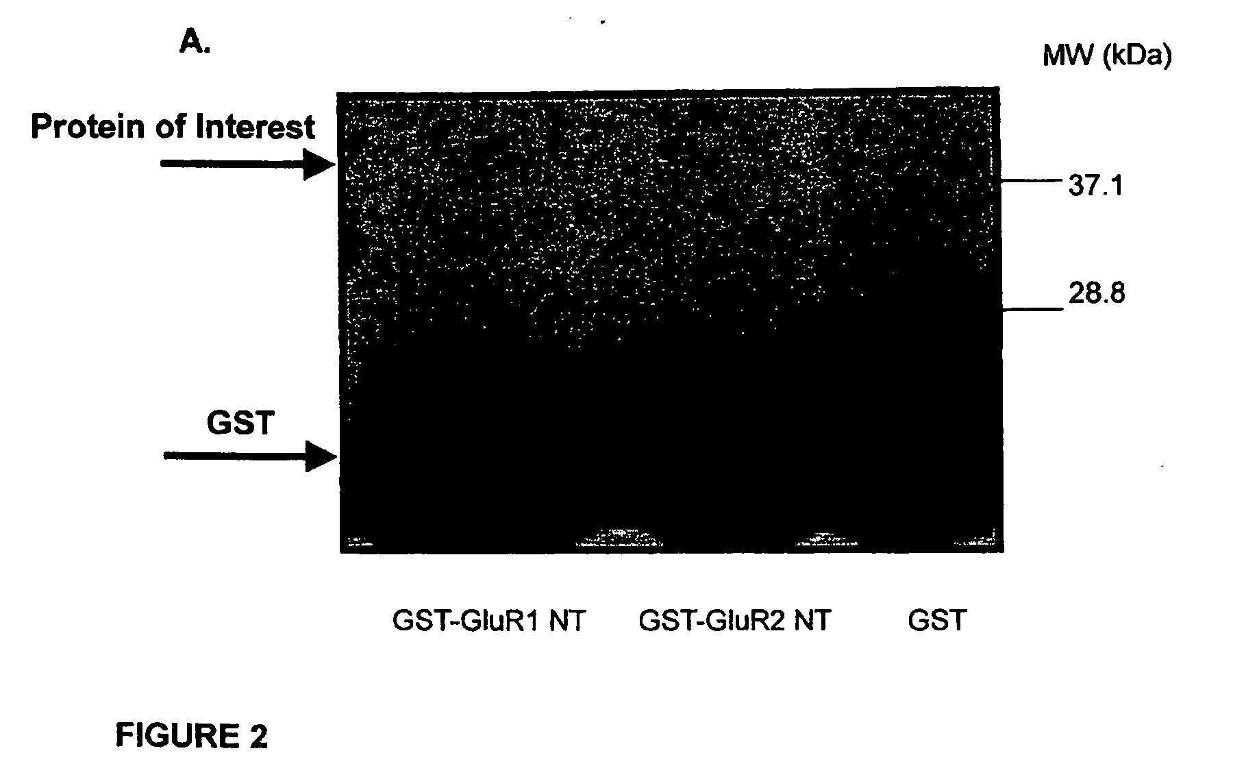 Compositions and methods for modulating ampa receptor-mediated excitotoxicity