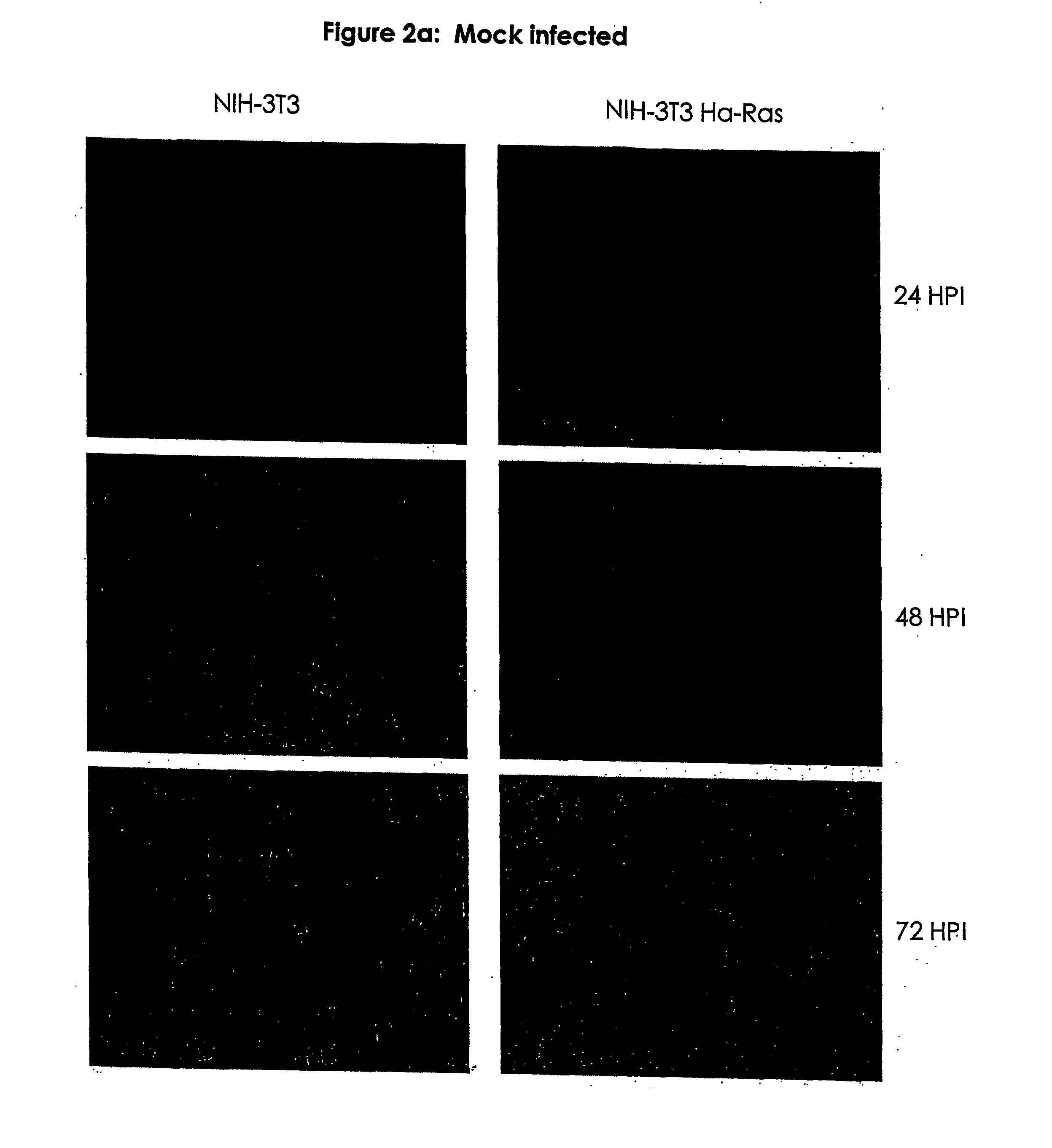 Mutants of vaccinia virus as oncolytic agents