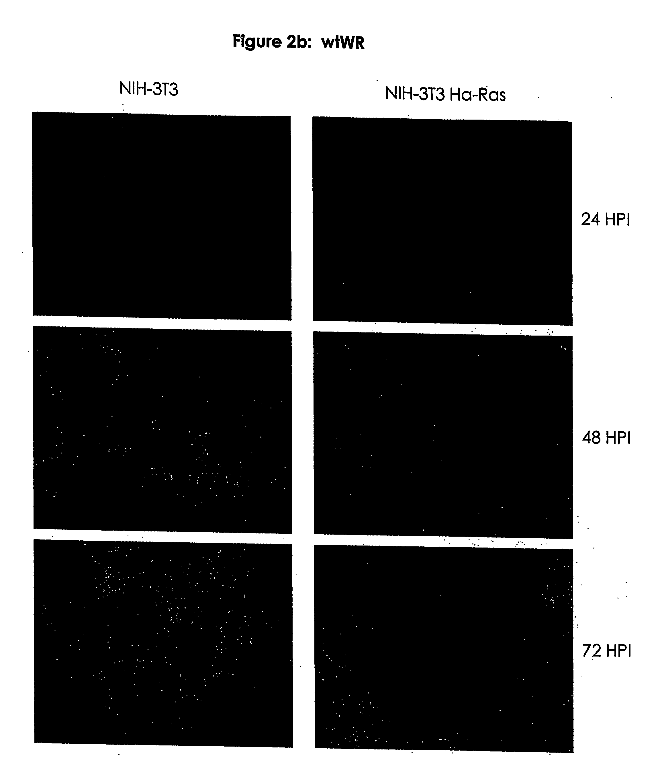 Mutants of vaccinia virus as oncolytic agents