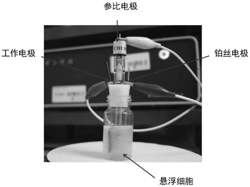 A dual-signal bioelectrochemical method for detecting water toxicity