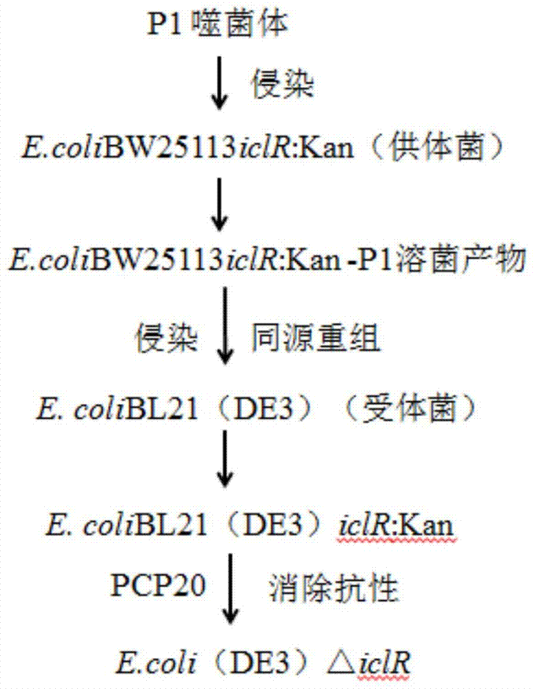 Construction method and application of a high-yielding phloroglucinol genetically engineered bacterium