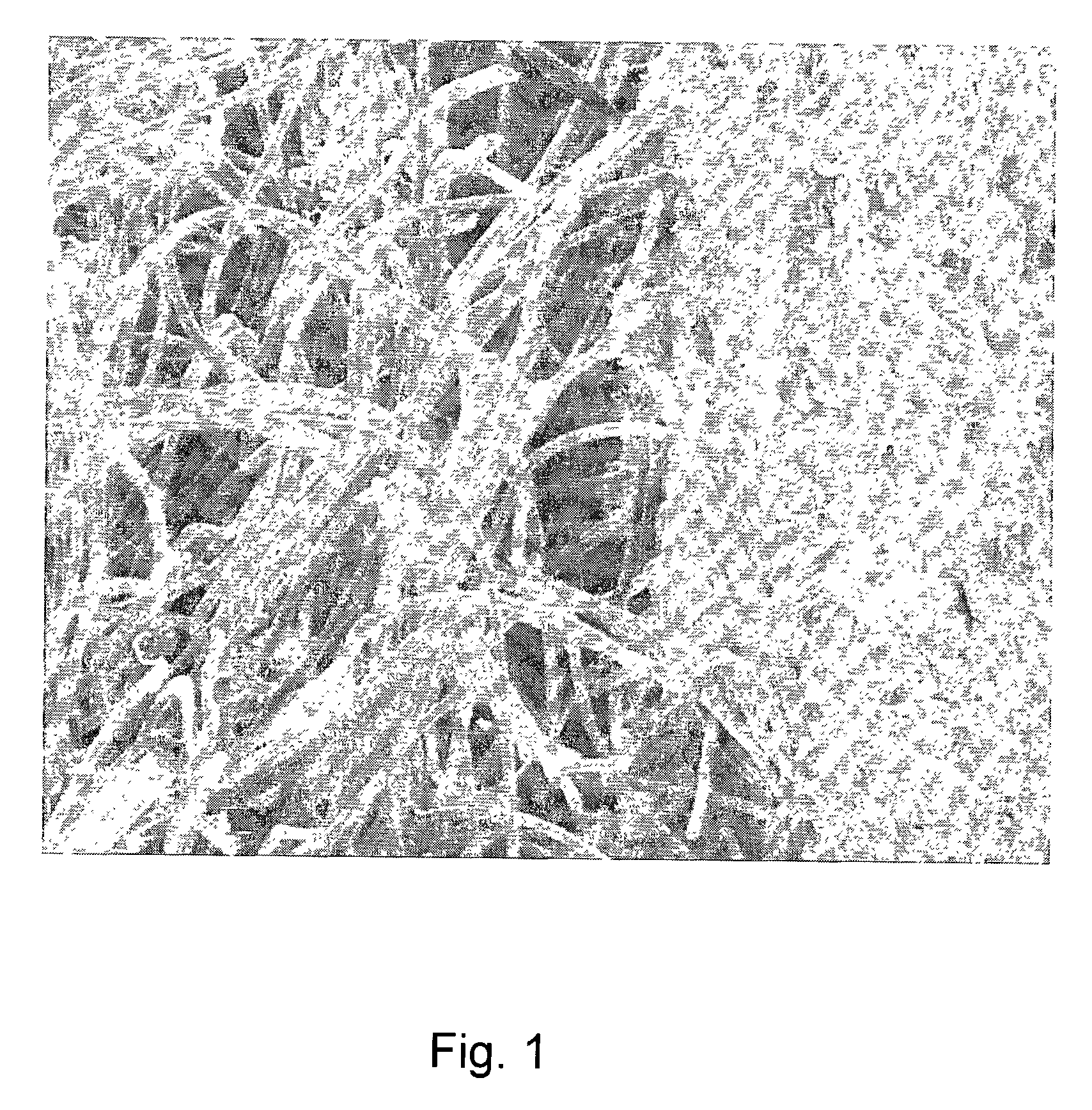 Hybrid biologic/synthetic porous extracellular matrix scaffolds