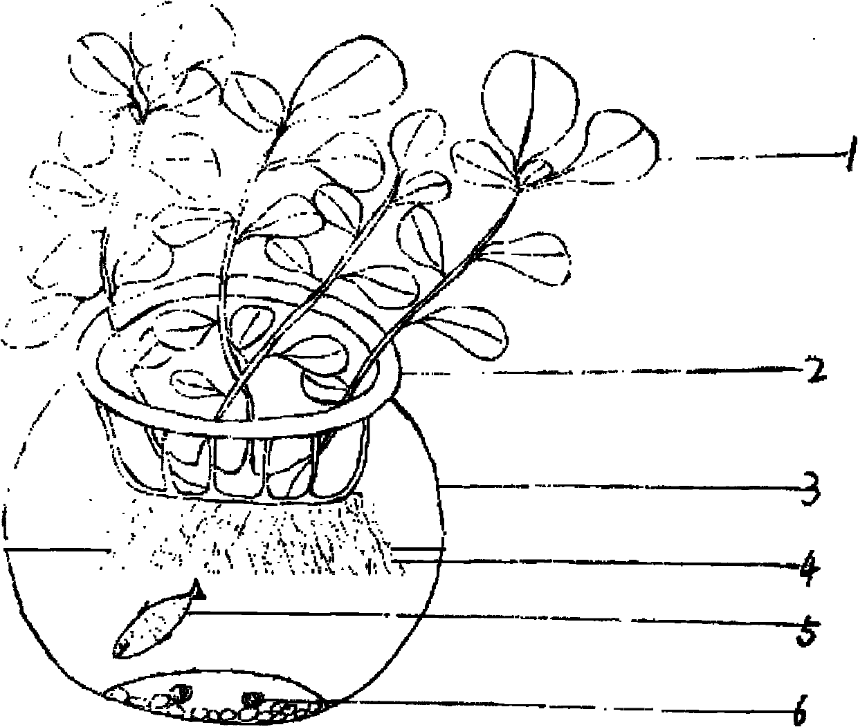 Method for cultivating sedum shitaiense Yan Zheng et D.C.Zhang